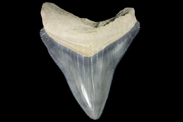 Serrated, Fossil Megalodon Tooth - Bone Valley, Florida #145089